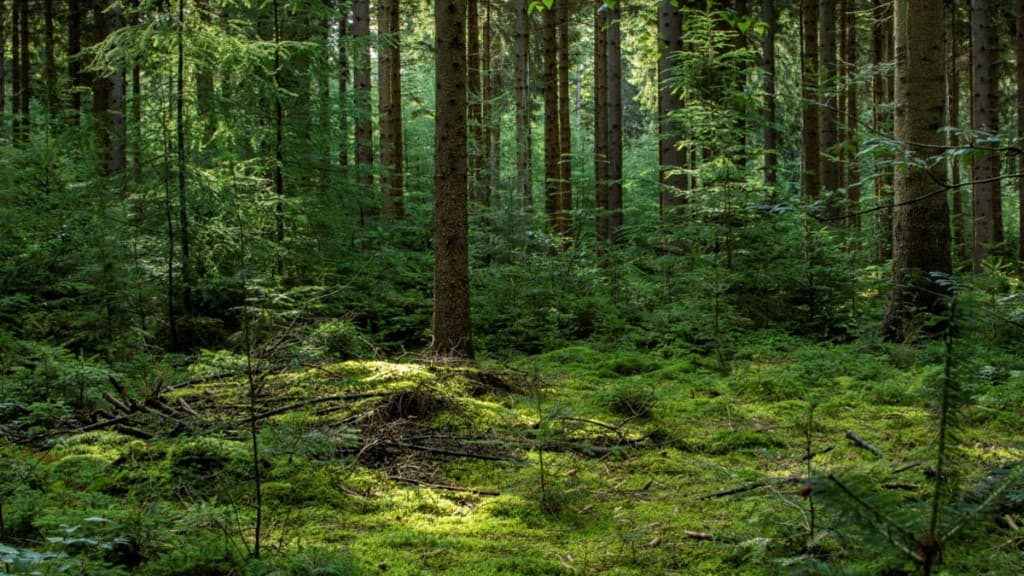 Sonniger Wald mit grünen Blättern, als wärst du kurz draußen